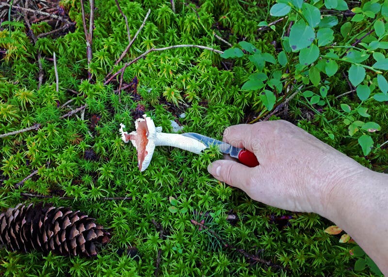 Mushroom Hunting in the Forest Stock Photo Image of hand, careful