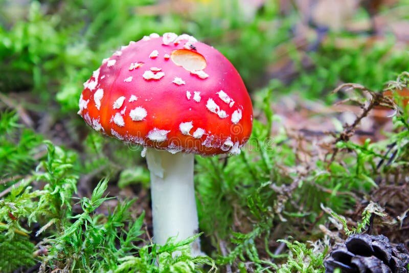 Mushroom mushroom in a forest glade.