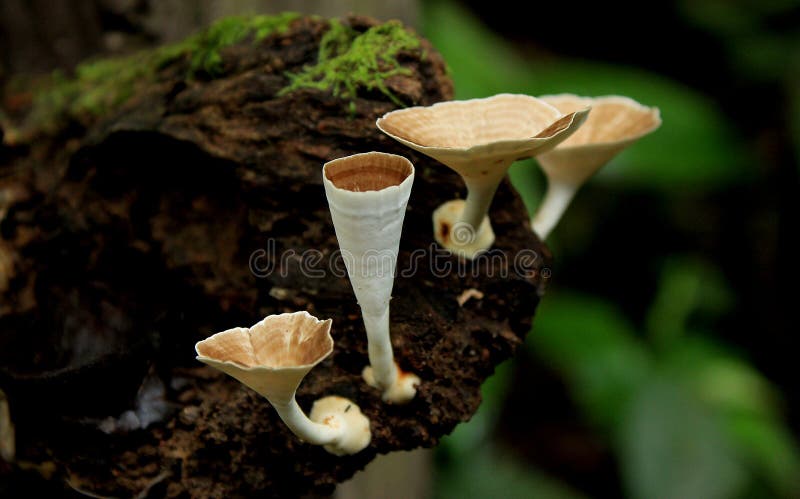 Mushroom stock photo. Image of crispy, green, abstract Biology Diagrams