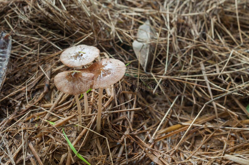 Mushrooms Grow on Old Straw Stock Photo Image of growth, light 138170138