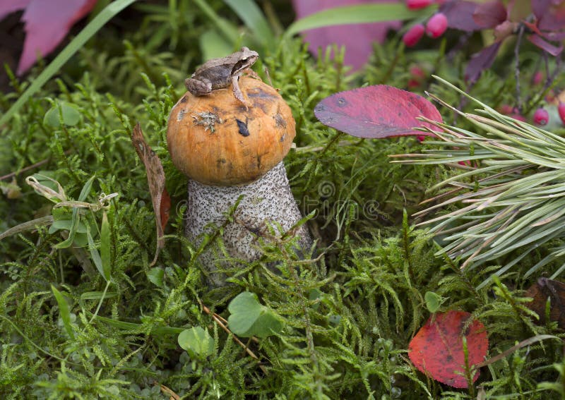 Mushroom orange-cap boletus and the frog