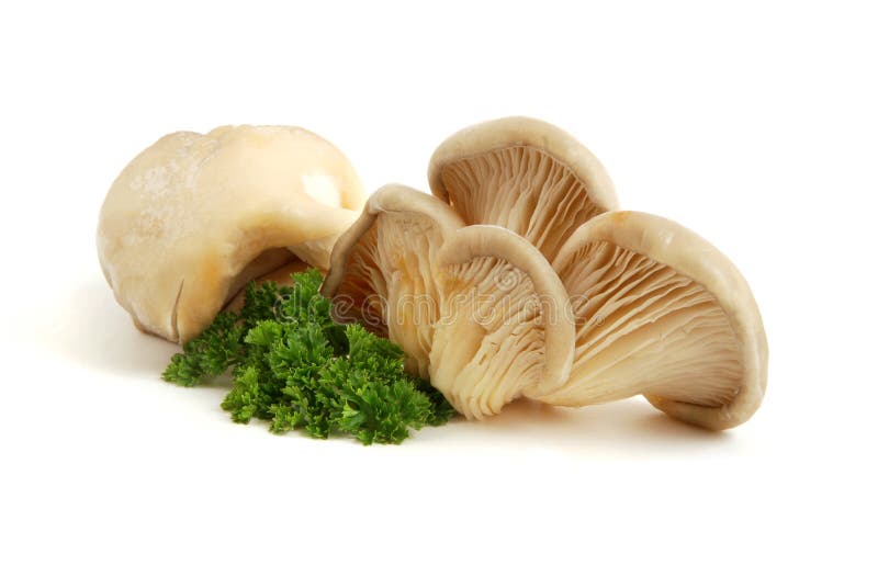 Mushroom oyster on white background, with parsley