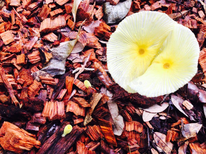 Yellow and White Mushrooms Growing in Wood Chips Stock Photo Image of