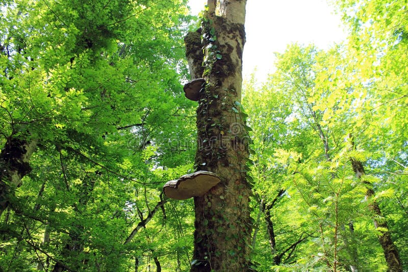 Mushroom Parasitic on a Tree Stock Photo Image of detail, biology