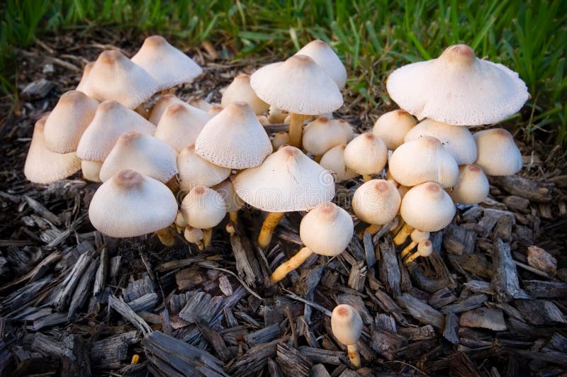 Mushroom patch stock image. Image of panus, southern 78795375