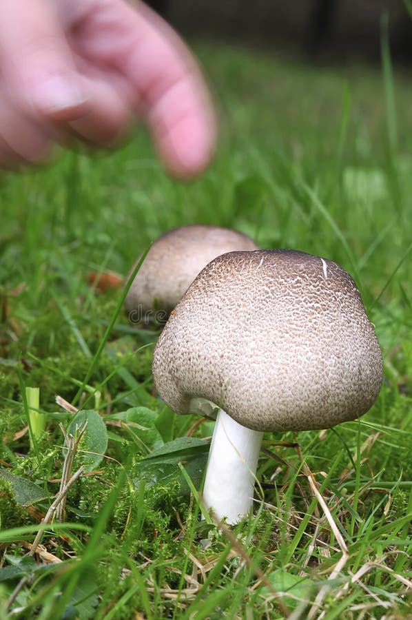 Mushroom picking. stock image. Image of mushroom, food 17399895