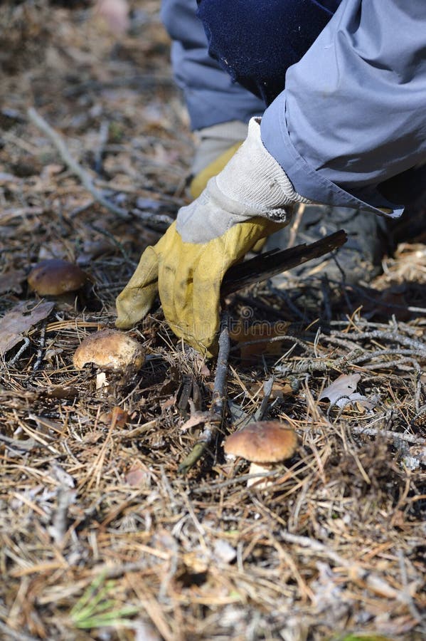 Mushroom picking stock photo. Image of soil, gather, outdoor 26446988
