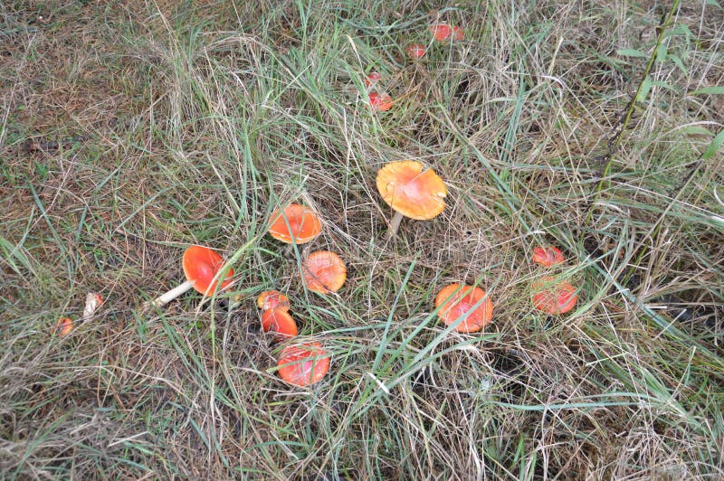 Mushroom Picking in the Autumn Season after Rain in the Forest Stock