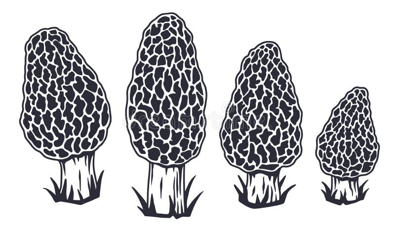 Mushroom picking. Fungus morel or fungi morels