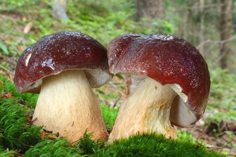 Mushroom Pine Bolete in Moss Stock Image Image of mushrooms, copse