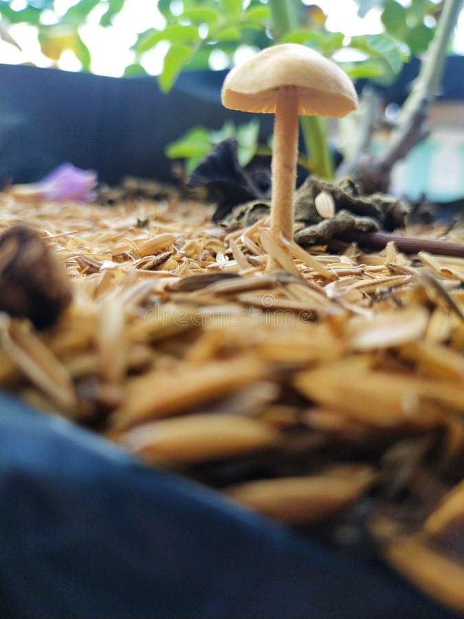Mushroom Plant that Grows Naturally Stock Photo Image of naturally