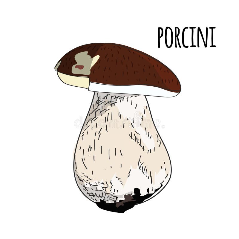 Porcini Mushroom Hand Drawn Vector Illustration Set. Sketch Food Stock