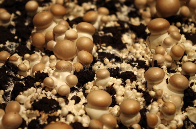 Mushroom Propagation Bed Stock Photos Free & RoyaltyFree Stock
