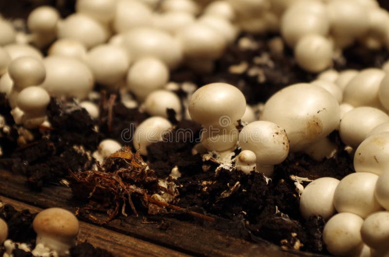 Mushroom Propagation Bed Stock Photos Free & RoyaltyFree Stock