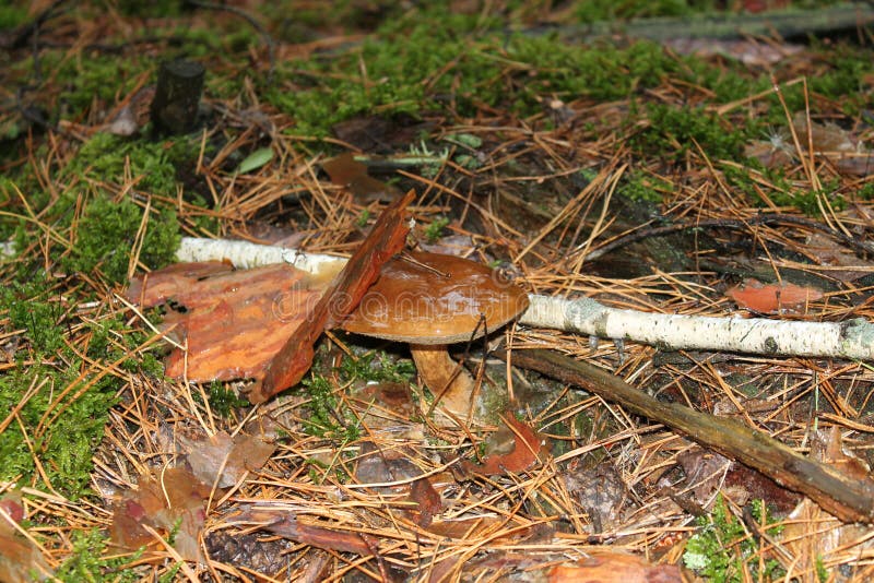 Mushroom after the rain stock image. Image of collecting 84671353