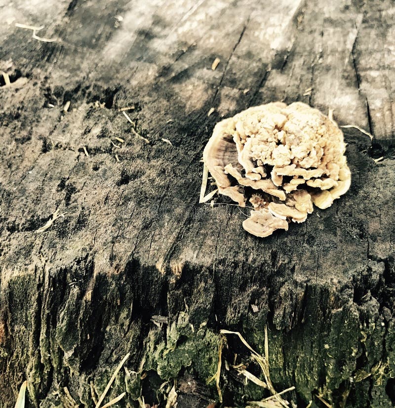 Rose Mushroom stock image. Image of kind, mushroom, edible 57442791