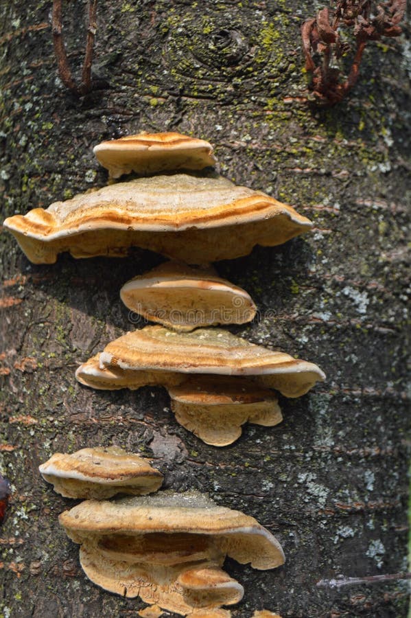 Mushroom Set that Grows on the Cherry Tree Stock Photo Image of