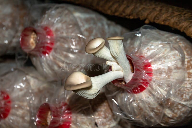 Mushroom Straw Growing in Bag, Mushrooms Farm, Organic Food, Cultivation Mushroom  Mold in Farming Stock Photo - Image of nature, healthy: 198207688