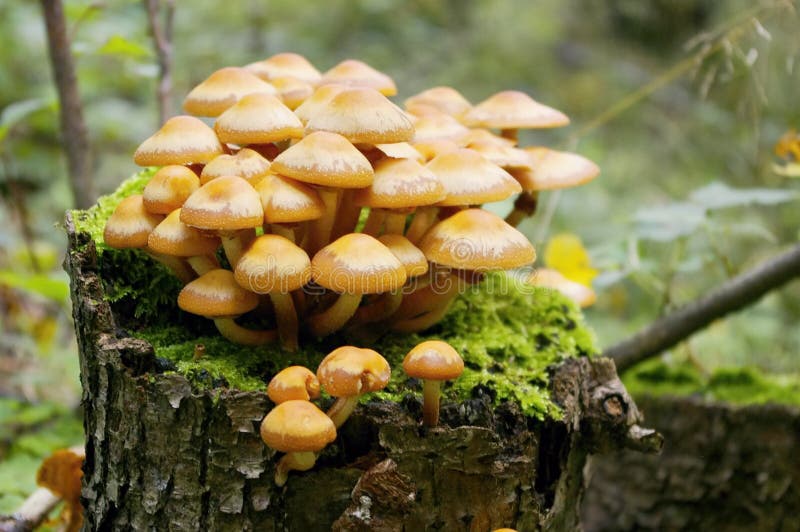 Mushroom on stub