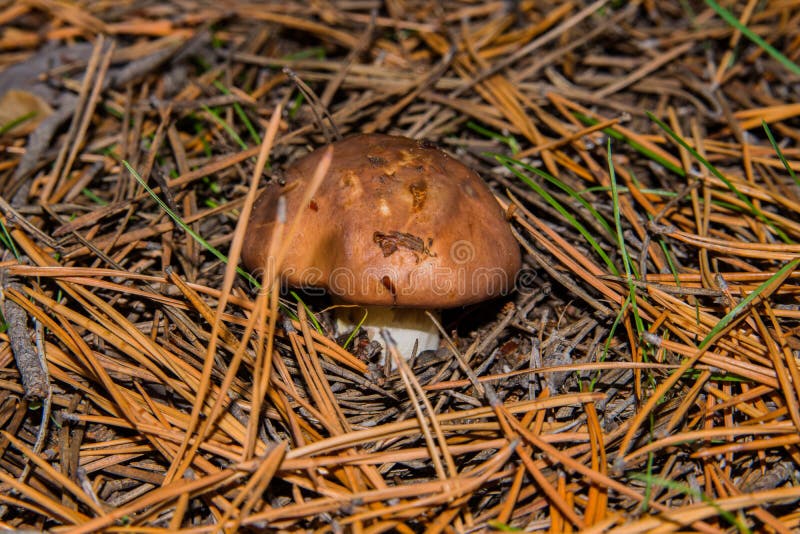 Mushroom Suillus Luteus or Slippery Jack. Mushroom Suillus Luteus in