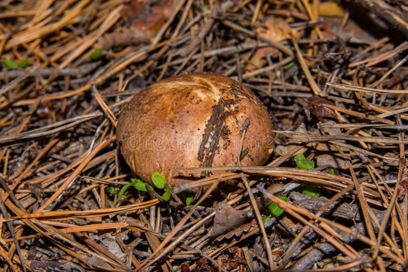 Mushroom Suillus Luteus or Slippery Jack. Mushroom Suillus Luteus in