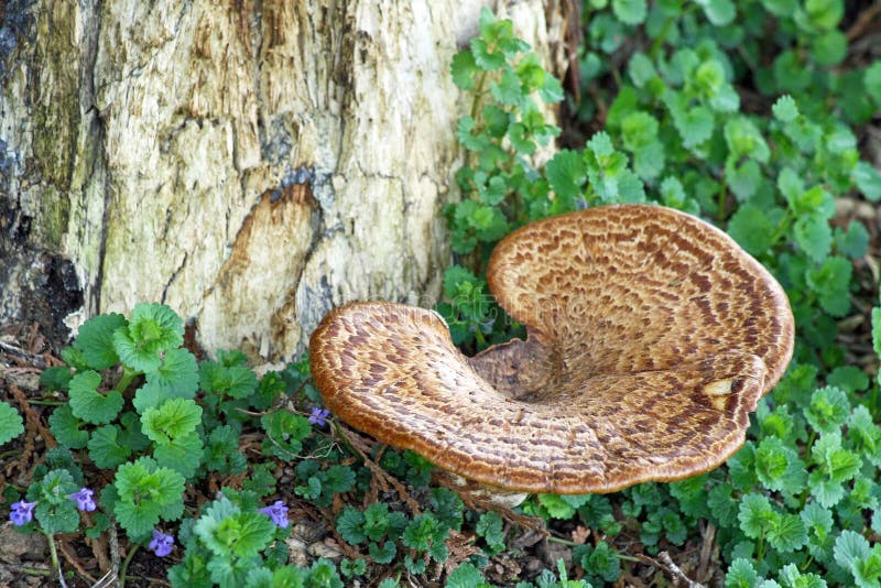 Mushroom Tree Fungus growing from the base of a huge tree royalty free stock photos
