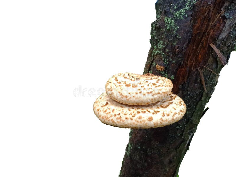 Mushroom on tree isolated on white background royalty free stock photography