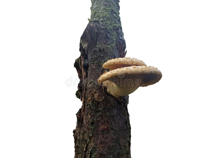Mushroom on tree isolated on white background stock image