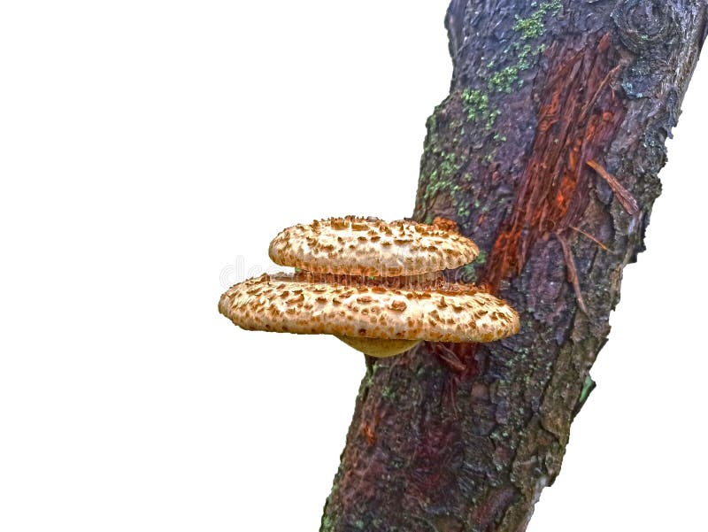 Mushroom on tree isolated on white background royalty free stock images