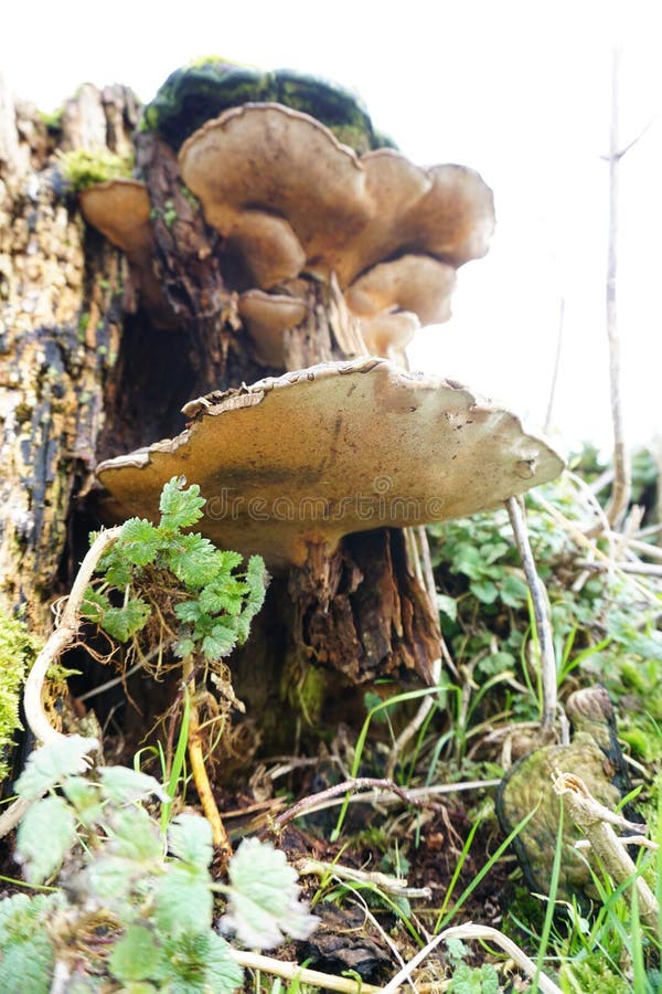 Mushroom on a tree stump in a forest environment that settles in the soil like a fungus through fungal threads. By spores spread in the air and grows in erratic form on dead wood.