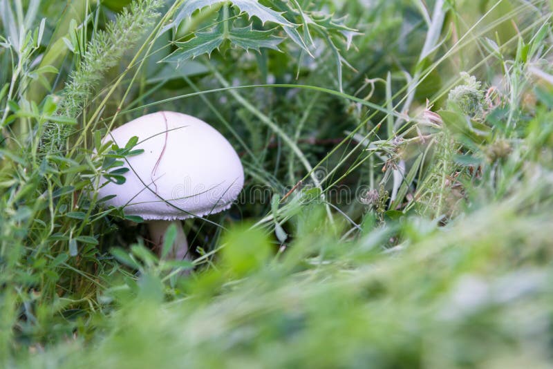 Mushroom Under the Grass Close Up Stock Image Image of fresh, autumn