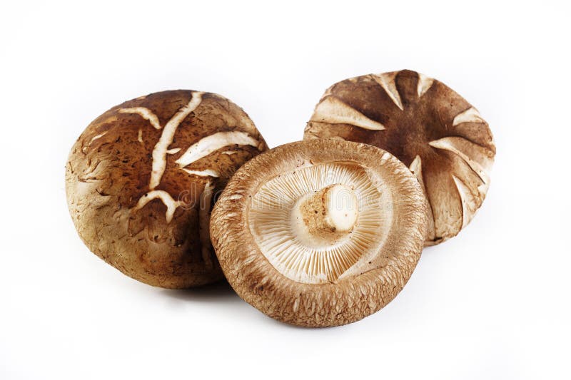 Mushroom Vegetable Ingredient Isolated on a Transparent Background