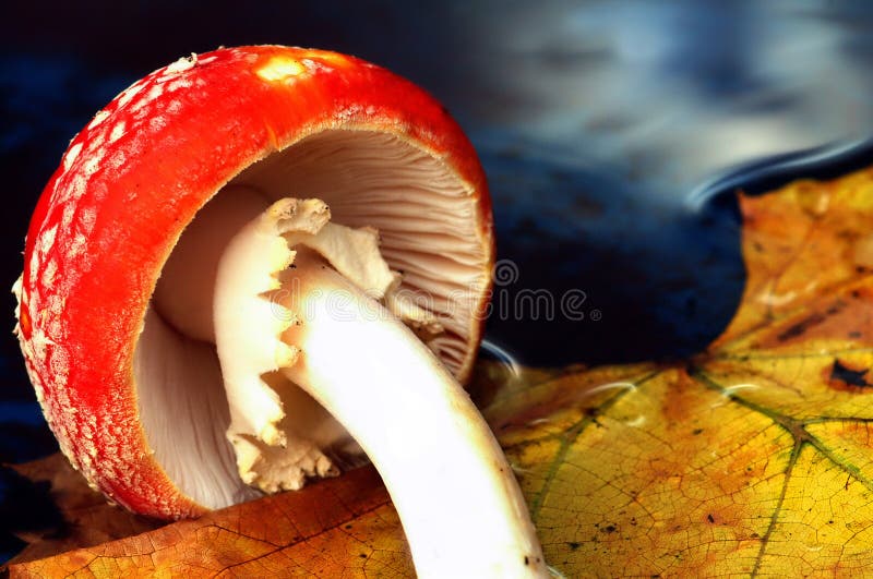 Mushroom water stock photo. Image of light, paradise 12344890