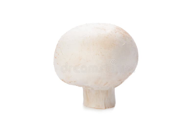 Mushroom on white royalty free stock photos