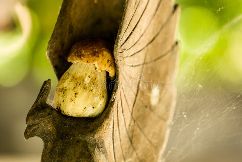 Mushroom on wooden eagle stock image. Image of organic 45248803