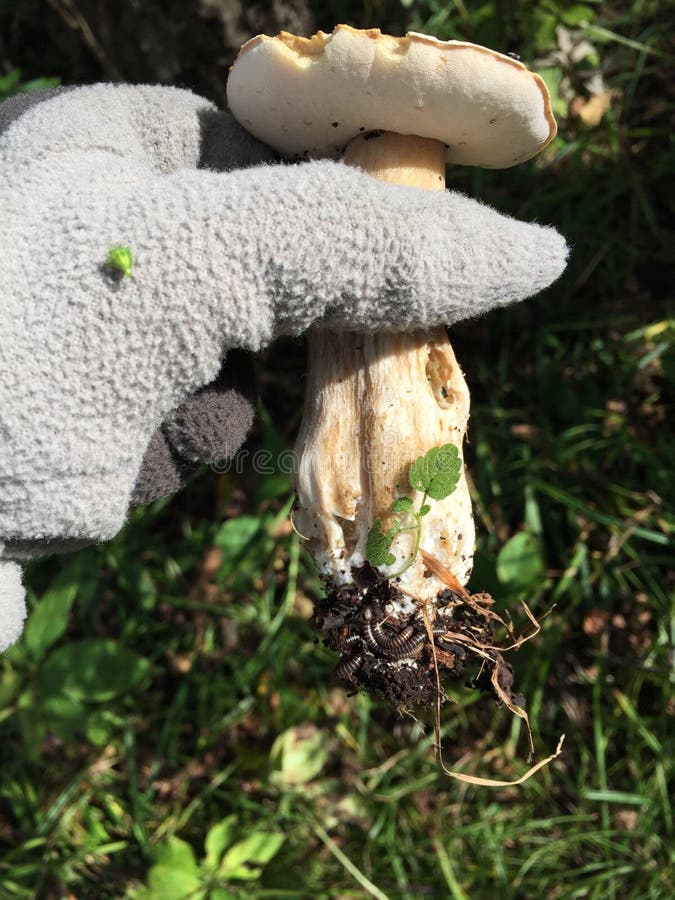 Mushroom with worms stock photo. Image of lively, moutain 61020624
