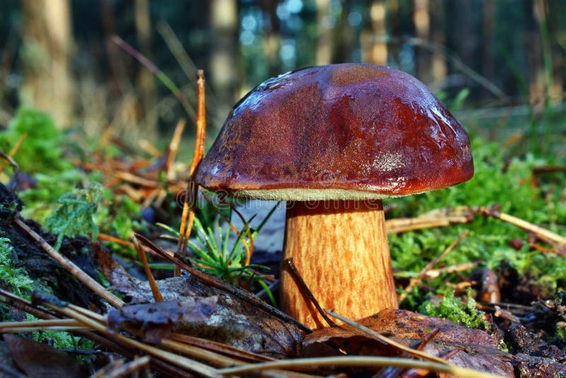 Mushroom xerocomus badius