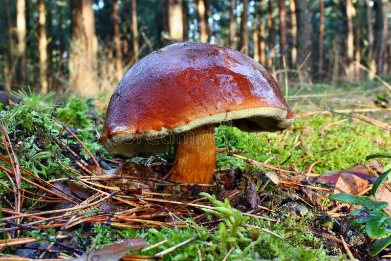 Mushroom xerocomus badius