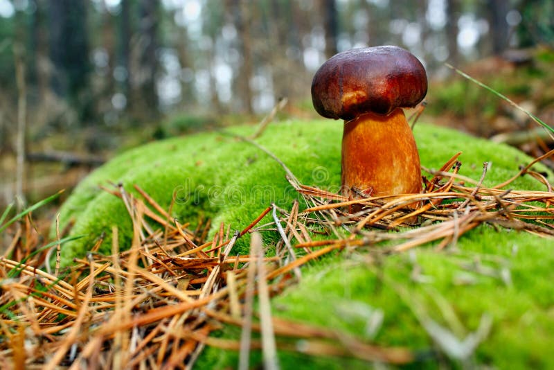 Mushroom xerocomus badius