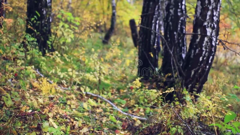 Mushroomer borroso en fondo en el bosque