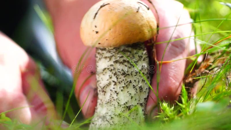 Mushroomer corta boleto del anaranjado-casquillo