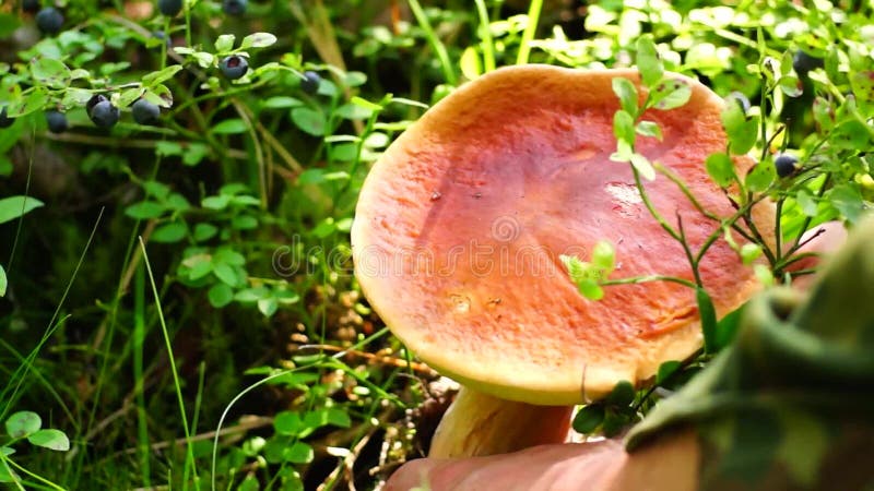 Mushroomer corta porcini