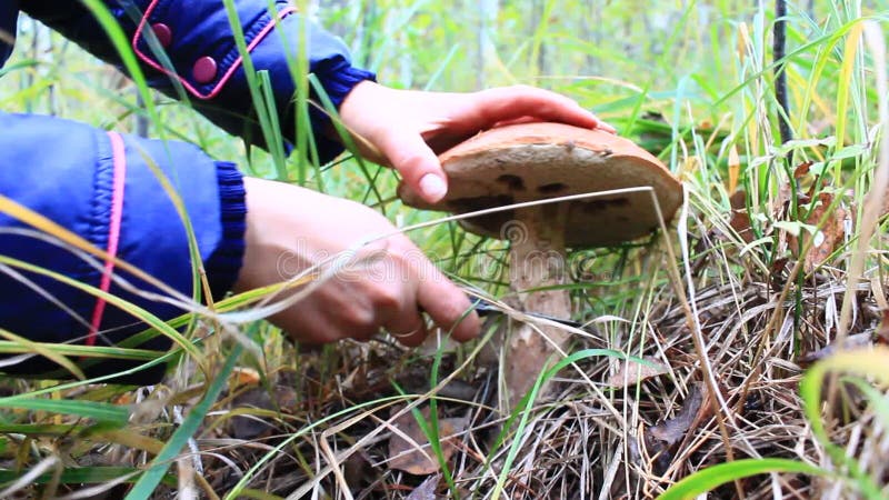 Mushroomer cortó boleto del anaranjado-casquillo de la seta con el casquillo grande