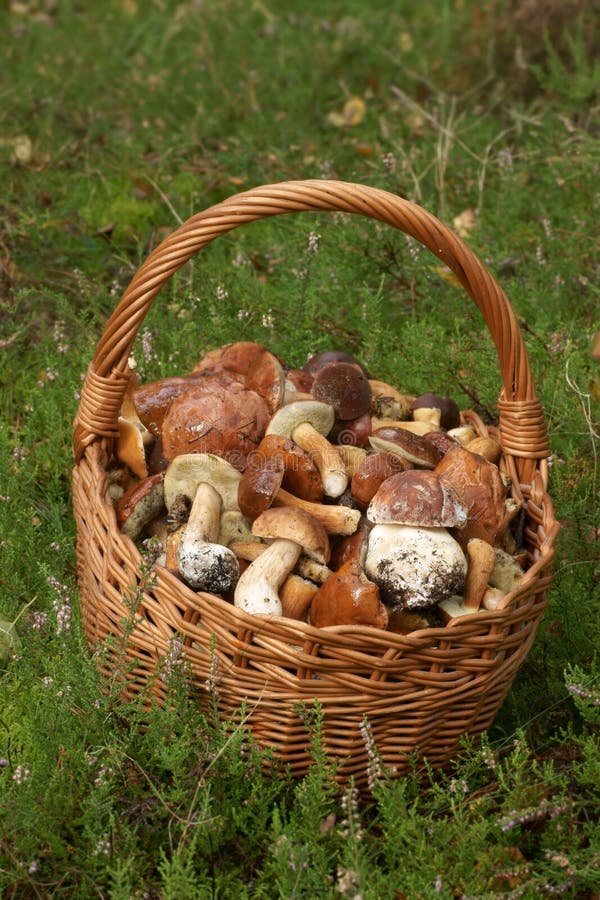 Mushrooming, wicker basket full of mushrooms