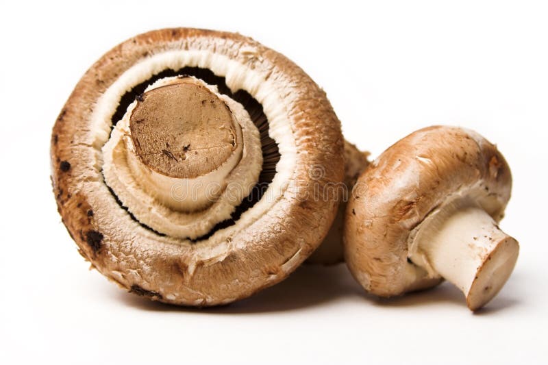 Mushrooms stock photos Mushrooms stock photos