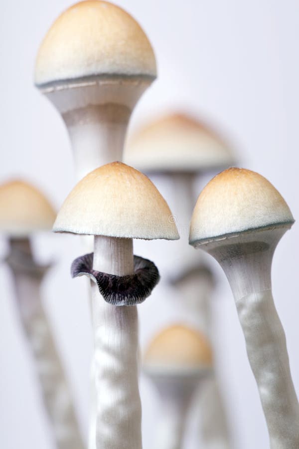 Mushrooms