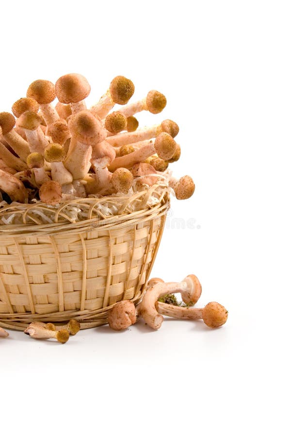 Mushrooms in a basket