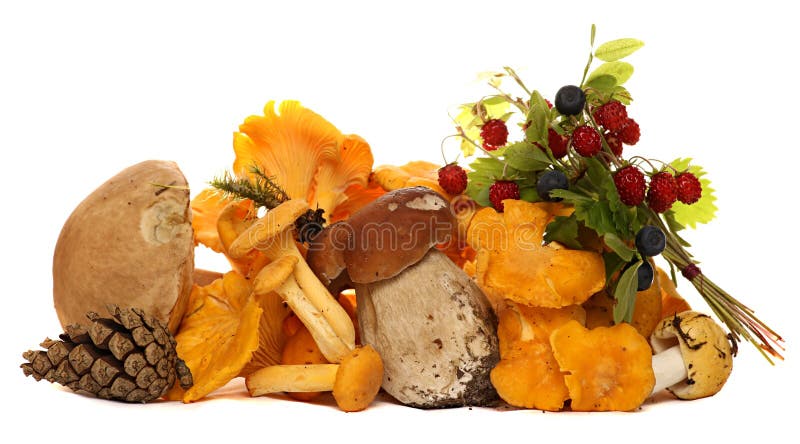 Mushrooms, berries, pine cones, strawberries and