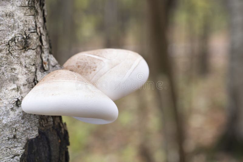 Mushrooms, birch polypore, growing on a tree trunk in the autumn forest