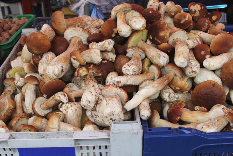 Mushrooms cep greengrocery, Eastern Europe